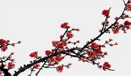 適合男士辦公室放的花 招財植物守護平安